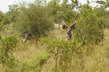 Kruger National Park 3 Days 2 Nights Classic Safari from Johannesburg