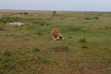 Lake Nakuru National Park Safari From Nairobi