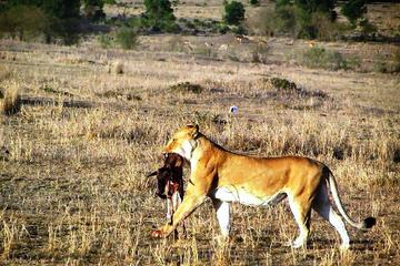 Nairobi National Park Day Tour