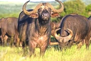Pilannesburg Game Reserve and Sun City Full Day Tour from Johannesburg
