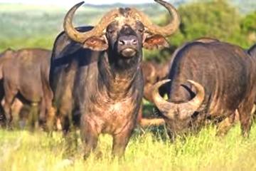 Pilannesburg Game Reserve and Sun City Full Day Tour from Pretoria