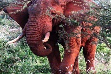 Pillanesburg National Park 2 Days 1 night Magical Safari