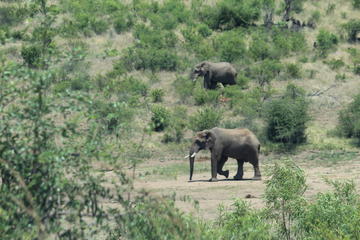 Pillanesburg National Park Full Day Safari From Johannesburg