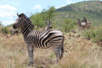 Pillanesburg National Park Safari with Lesedi Cultural Village Day Tour