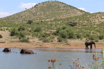 Private Pilanesberg National Park Open Vehicle with Lion Park Day Safari