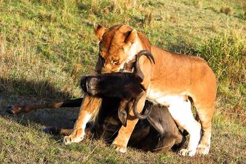 Rhino and Lion Nature Reserve Half Day Safari from Johannesburg