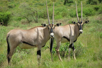 Samburu National Reserve Tour from Nairobi
