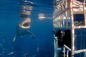 Shark Diving and Viewing Full Day Tour from Cape Town