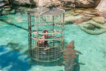 Full Day Crocodile Cage Diving and Winelands Tour