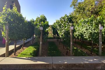 Premium Cape Winelands Tour & Wine Tastings