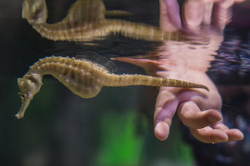 Seahorse World Guided Tour