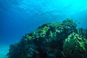 Semi-Submarine Manatí or Nautilus Experience in San Andrés