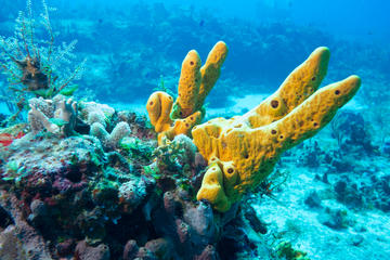 Scuba Diving Adventure for Certified Divers
