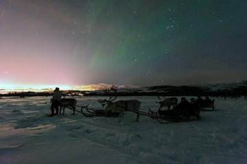 Northern Lights and Reindeer Sledding in Tromso