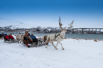 Reindeer Sledding, Lasso Throwing and Sami Culture Including Lunch in Tromso