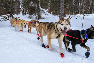 4-hour Dog Sledding and Kennel Small Group Tour
