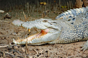 Johnstone River Glass-Bottom Boat Wildlife Cruise from Innisfail