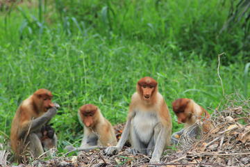 Proboscis Monkey and Firefly Cruise from Kota Kinabalu City