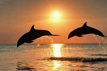 Dolphin Tour With Private Bali Driver