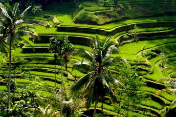 Ubud Bali Private Tour Driver