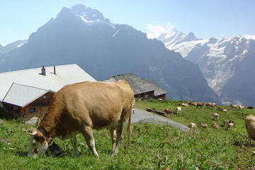 Switzerland Countryside and Traditions Tour from Zurich