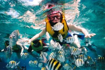 Private Tour: Tioman Island Reef Snorkel and Fireflies Day Trip from Singapore