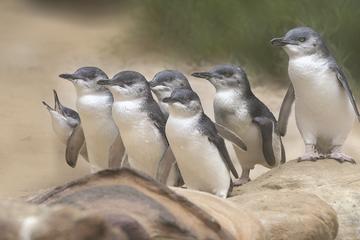 Bonnet Island Wildlife Cruise from Strahan