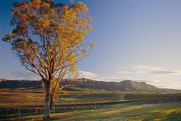 Sydney Combo: Deluxe Hunter Valley Wineries and Wilderness Small-Group Tour plus Half-Day Sydney Sightseeing Tour