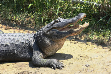 Historic Bluffton & Savannah Wildlife Tour