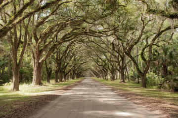 Wormsloe-Isle of Hope