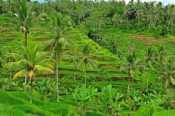 Private Tour: Full-Day Highlights of Ubud Tour