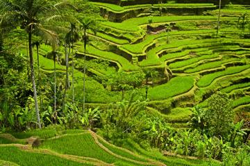 Private Tour: Half-Day Ubud and Tampak Siring Tour from Bali