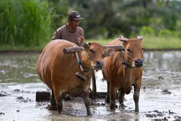 Private Tour: Rural Bali Village Tour with Lunch