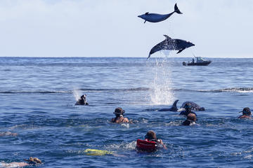 Bay of Islands Dolphin Cruise from Paihia or Russell