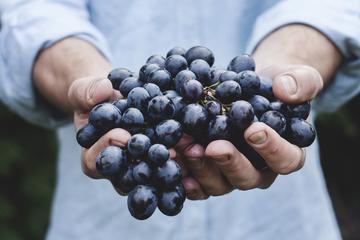 Douro Grape Harvest Small Group Tour with Grape Picking and Wine Tasting