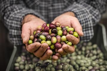 Douro Olive Harvest Small Group Tour with Olive Picking and Wine Tasting