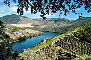 Douro Valley Small Group Tour with 4 Gastronomic Experiences and 4 Wine Tastings