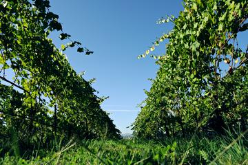 Minho and Vinho Verde Tour with Gastronomic Experiences and Wine Tastings