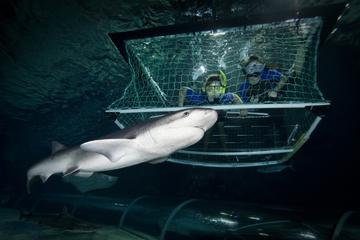 Kelly Tarlton's Sea Life Aquarium Entry Ticket