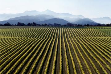 Full-Day Marlborough Wine Tour from Picton or Blenheim