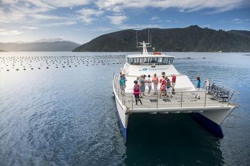 Marlborough Sounds Seafood Cruise from Picton