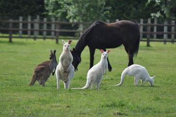Panorama Wildlife Sanctuary and Garden Tour