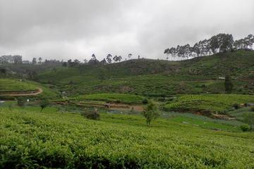 2 Days private Trip to Kandy and Nuwara Eliya