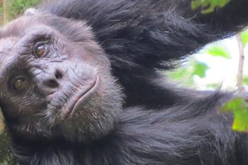 1 day chimpanzee tracking Budongo forest reserve