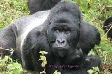 12 Days All Inclusive Uganda Tour