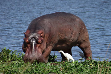 2 Days Murchison Falls National Park Rhino Sanctuary Safari