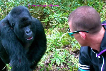Cheap 3 Day Gorilla Trekking Tour