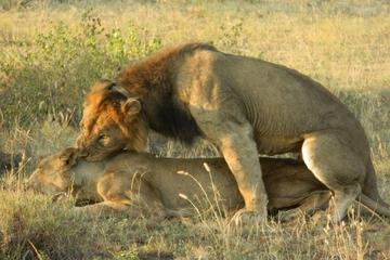 GORILLA TREKKING AND QUEEN ELIZABETH NP SAFARI 4 DAYS