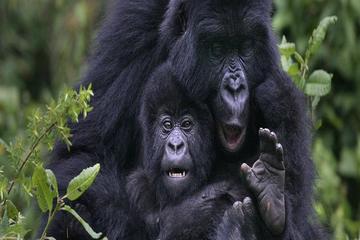 Gorilla Trekking Day Tour from Kigali