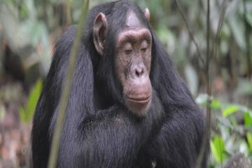 Uganda Kibale Forest National Park: Guided Hiking Day Tour from Kampala